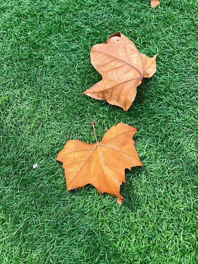 Artificial Landscaping Grass 7-50mm Pile